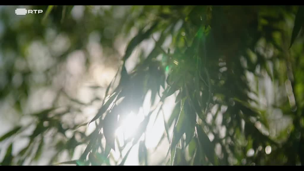 Imagem de Nascentes - O Misticismo, a crença e religião