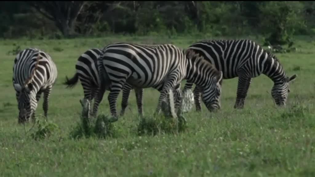 Imagem de África Global