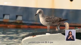 Imagem de Salvar os Oceanos, Proteger o Futuro