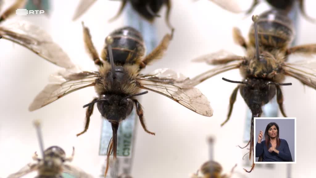 Imagem de Biosfera - O Apocalipse dos Insetos