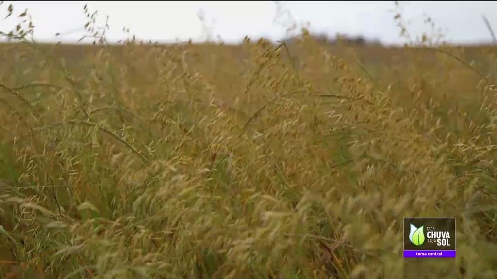 Imagem de Faça Chuva Faça Sol