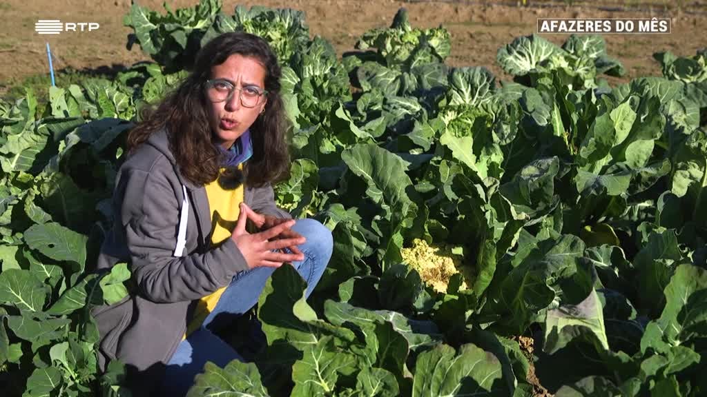 Imagem de Afazeres do Mês