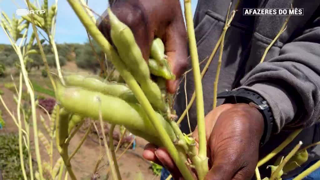 Imagem de Afazeres do Mês