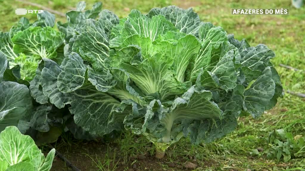 Imagem de Afazeres do Mês