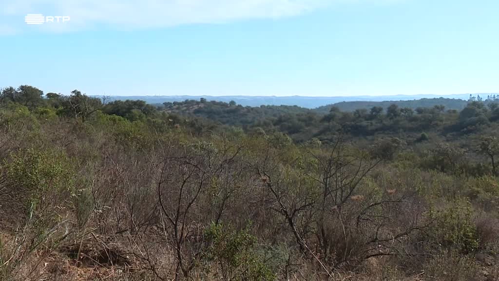 Imagem de Linha da Frente - Éramos Tantos