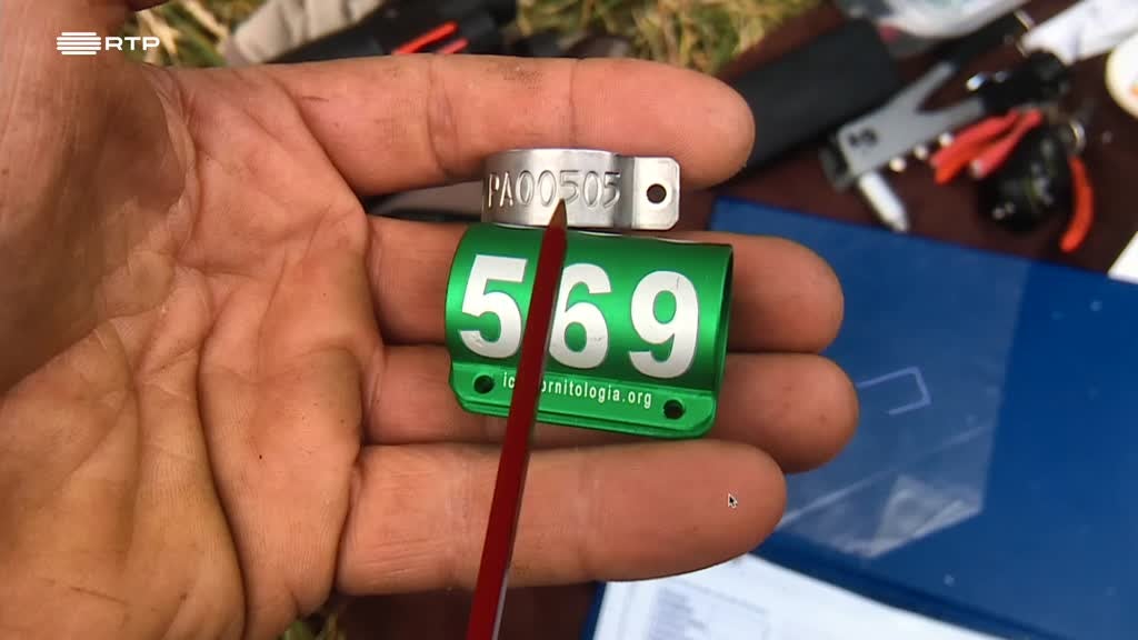 Imagem de Outras Histórias - Notícias Bússola; O Campo é a Minha Casa; O Menino da Estrelas