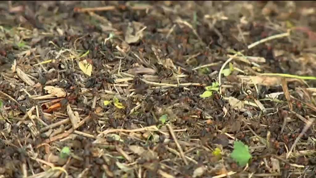 Imagem de Outras Histórias - O Silêncio Vale Ouro, A Natureza Por Companhia, Entre Amigos