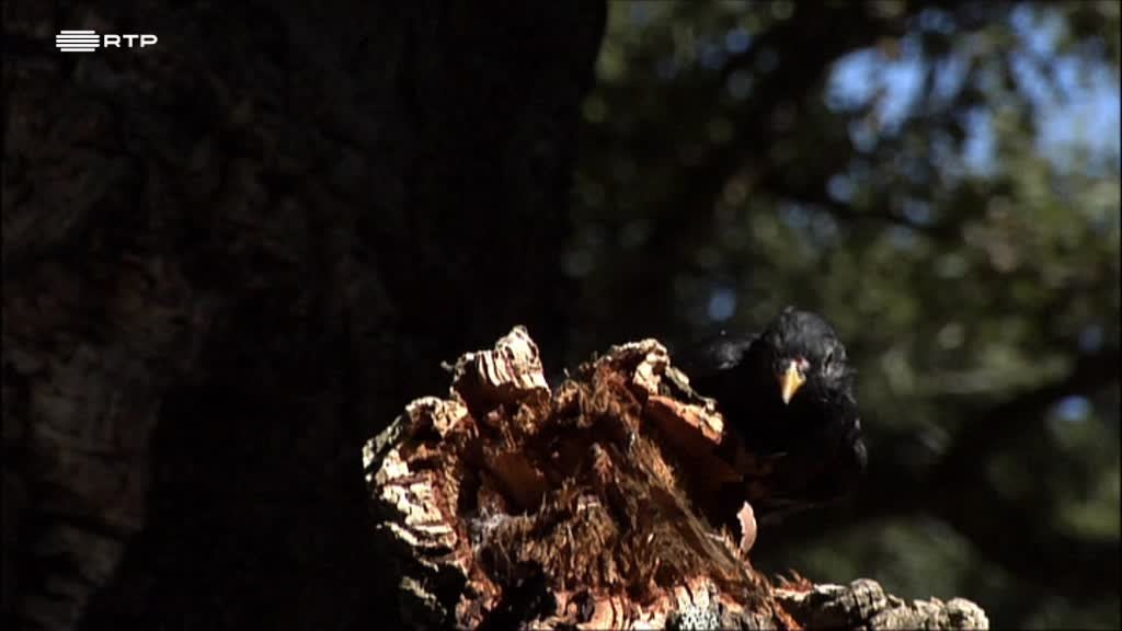 Imagem de O Dia do Regicídio