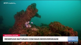 Imagem de Not�cias das 19 (Madeira)