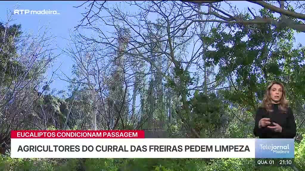 Imagem de Telejornal Madeira