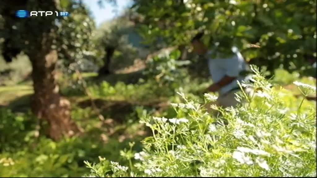 Imagem do Programa / Episiódio - Uma Mesa Portuguesa... Com Certeza