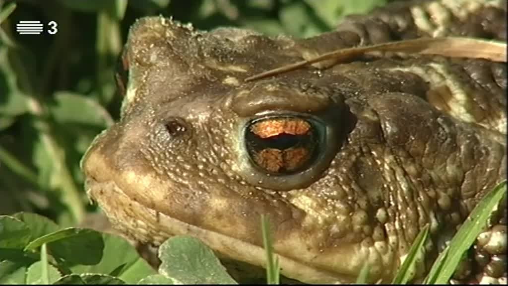 Imagem do Programa / Episiódio - Vida Animal em Portugal e no Mundo