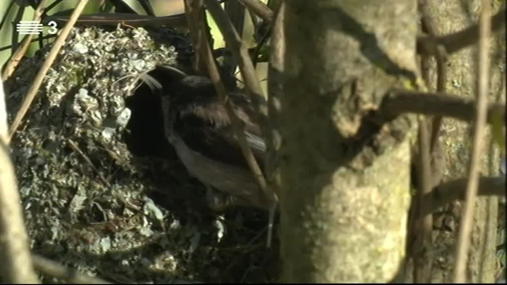 Imagem do Programa / Episiódio - Vida Animal em Portugal e no Mundo