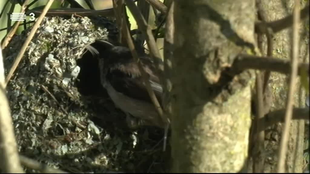 Imagem do Programa / Episiódio - Vida Animal em Portugal e no Mundo