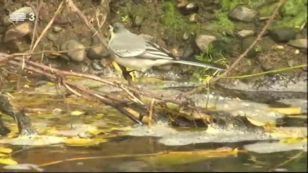 Imagem do Programa / Episiódio - Vida Animal em Portugal e no Mundo