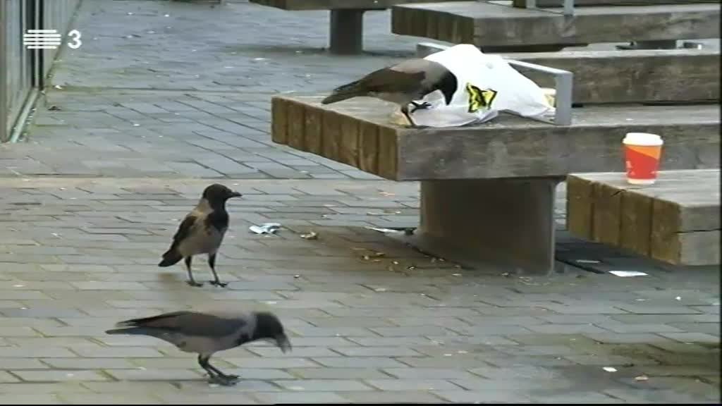 Imagem do Programa / Episiódio - Vida Animal em Portugal e no Mundo