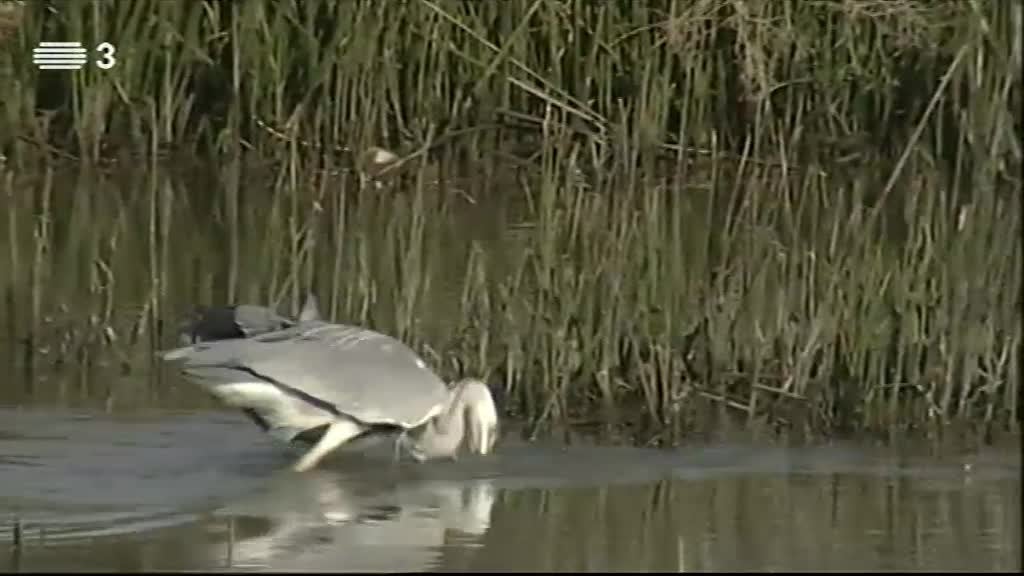 Imagem do Programa / Episiódio - Vida Animal em Portugal e no Mundo