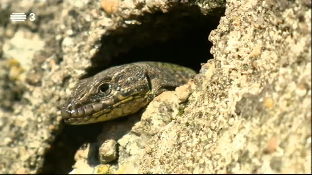 Imagem do Programa / Episiódio - Vida Animal em Portugal e no Mundo