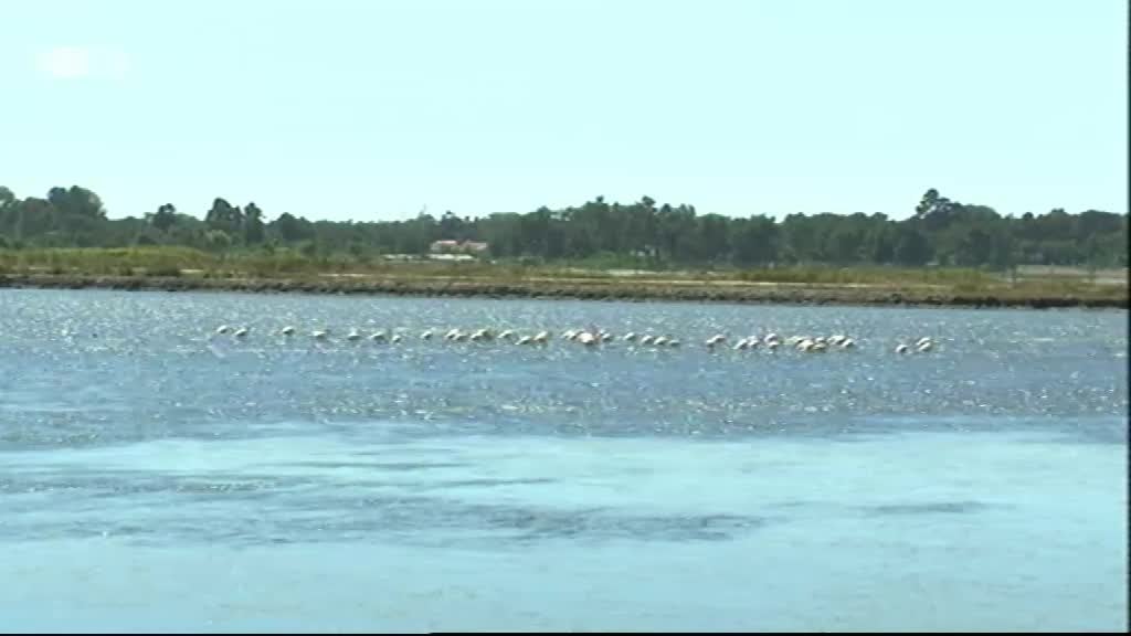 Imagem do Programa / Episiódio - Vida Animal em Portugal e no Mundo