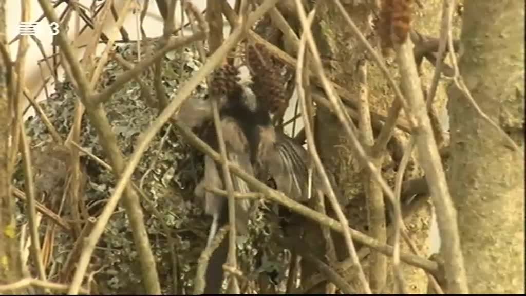 Imagem do Programa / Episiódio - Vida Animal em Portugal e no Mundo
