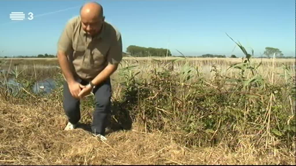 Imagem do Programa / Episiódio - Vida Animal em Portugal e no Mundo