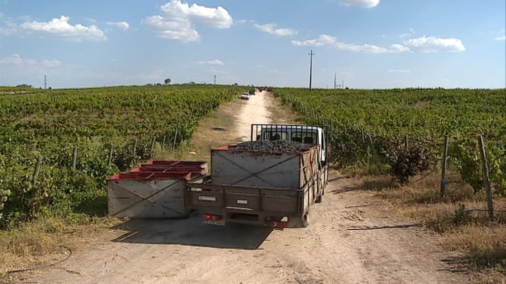 Vindimas na Beira interior
