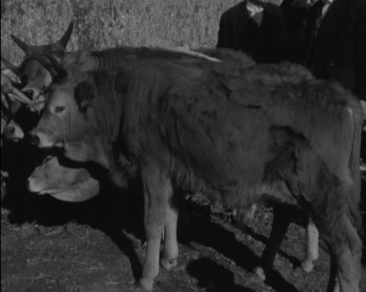 Feira Anual de São Vicente