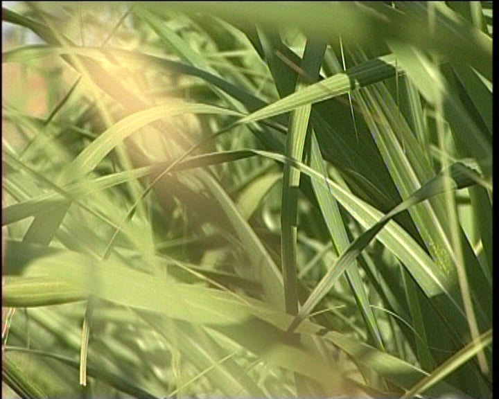 Crise no sector do tabaco