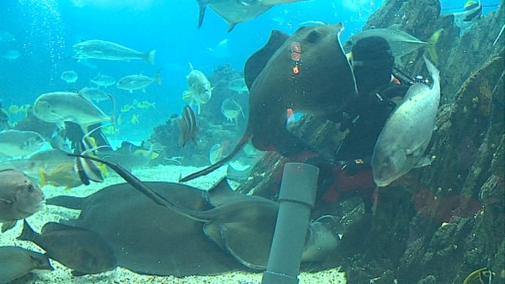 Férias no Oceanário de Lisboa II