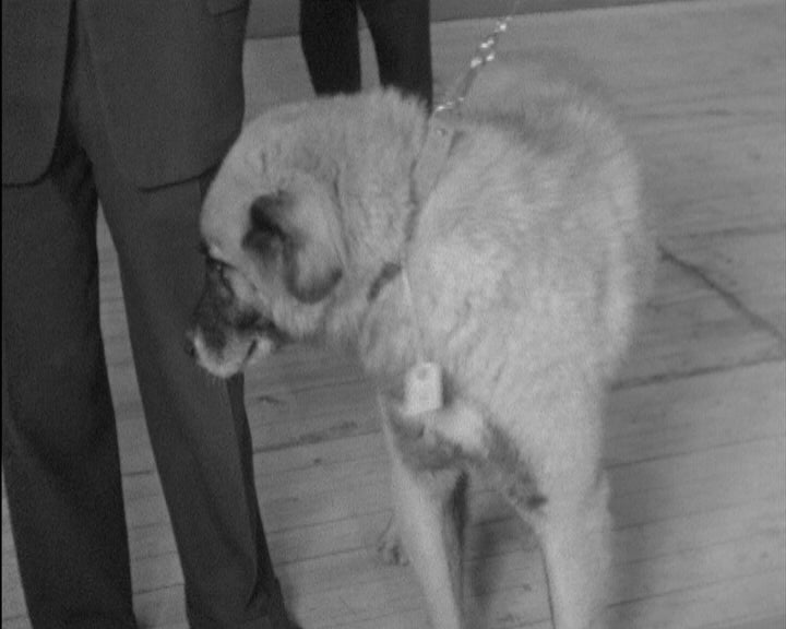 33ª Exposição Canina Internacional