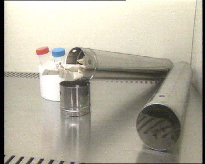 Vírus da família da SIDA