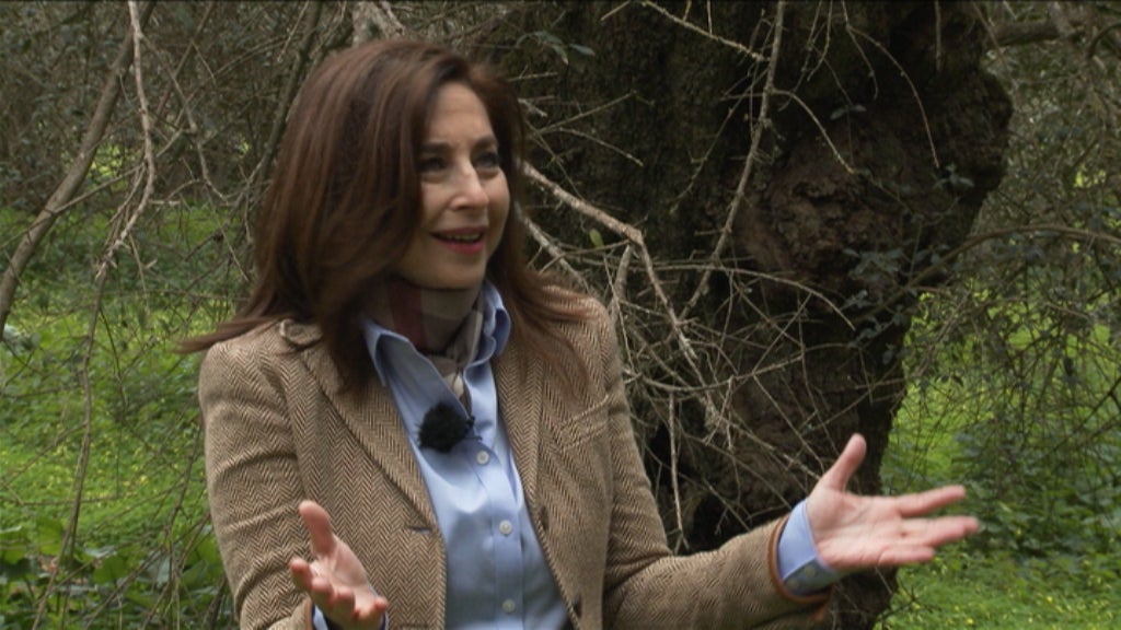 Alvito? A oliveira e a sua cultura