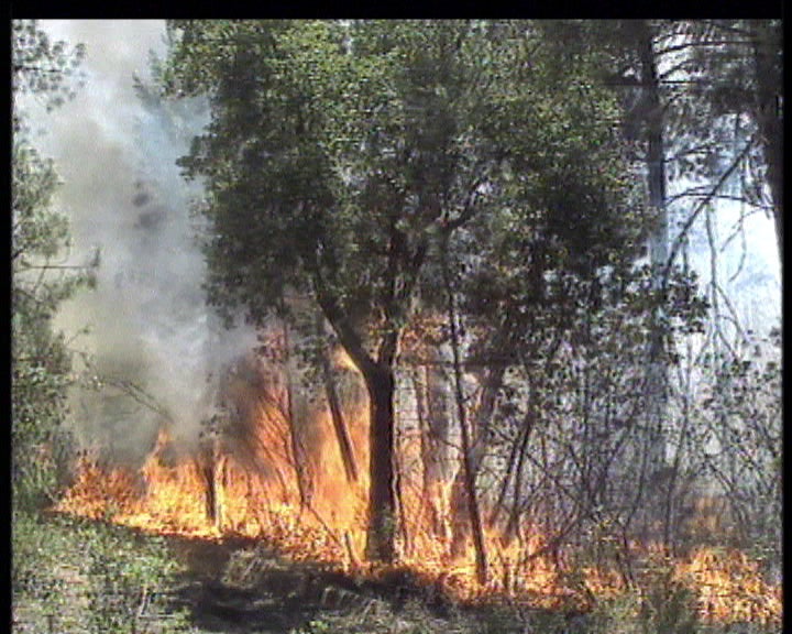Incêndio florestal em Évora