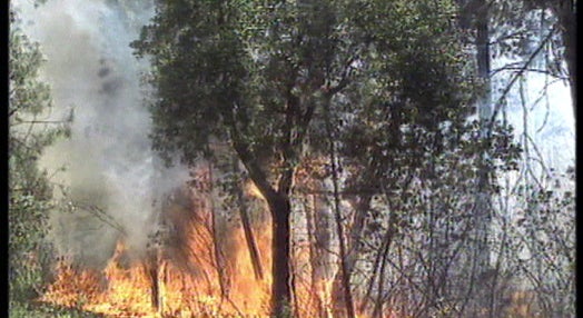 Incêndio florestal em Évora