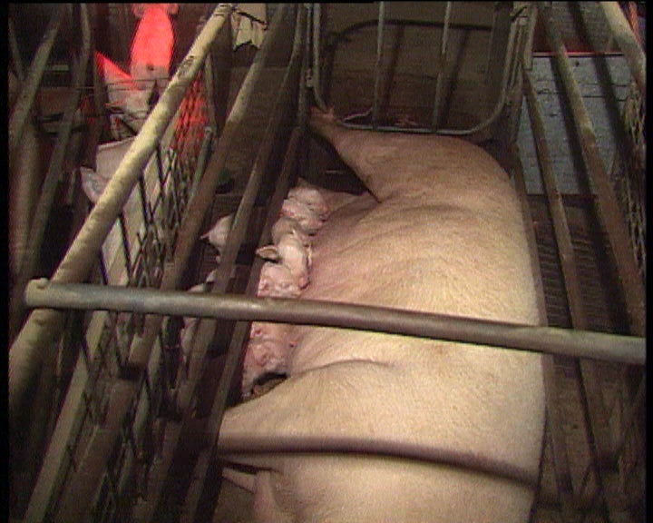 Fiscalização à carne bovina