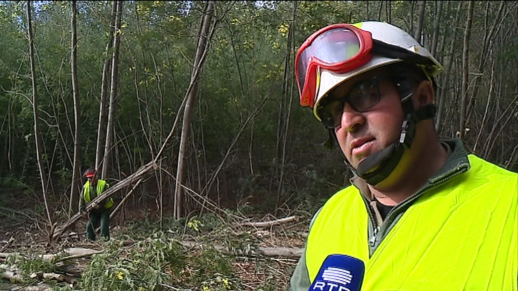 Limpeza das florestas na Lousã