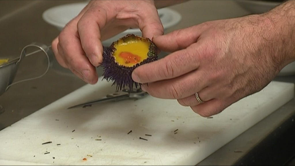 Festival “Ouriço-Do-Mar” na Ericeira