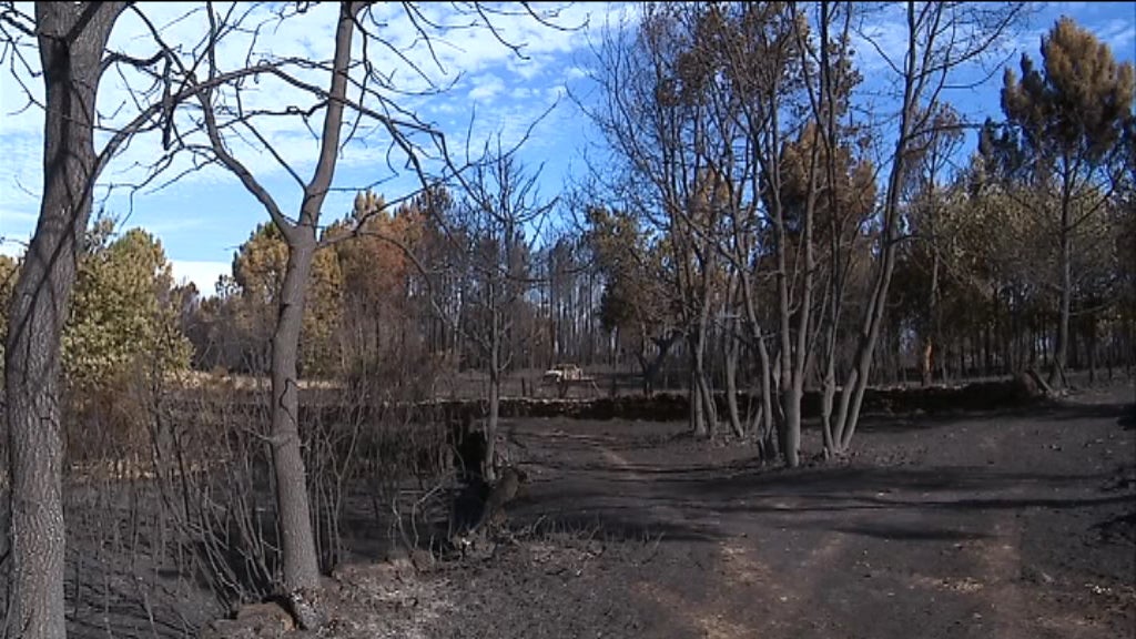 Avaliação dos prejuízos causados por incêndios florestais