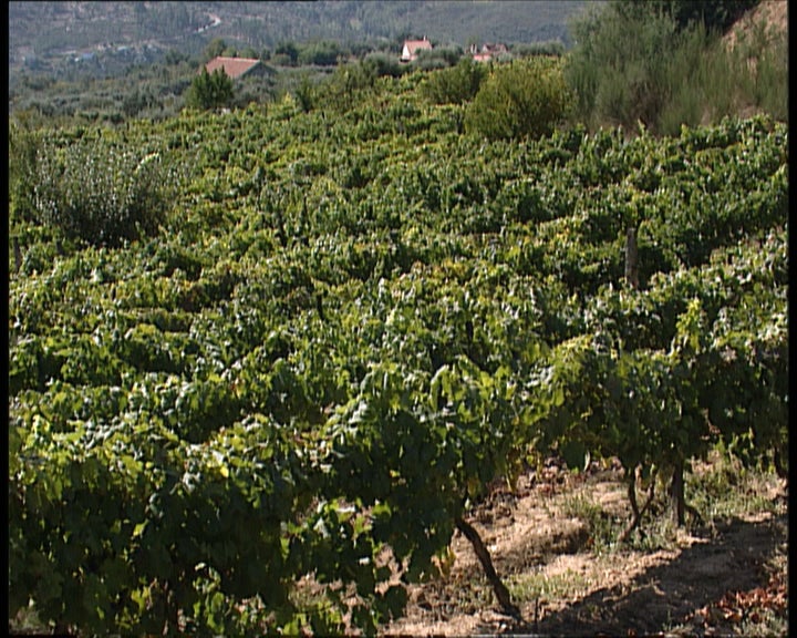 Novas medidas agroambientais II