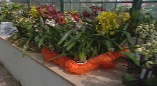 Jardim Botânico com exposição de orquídeas I