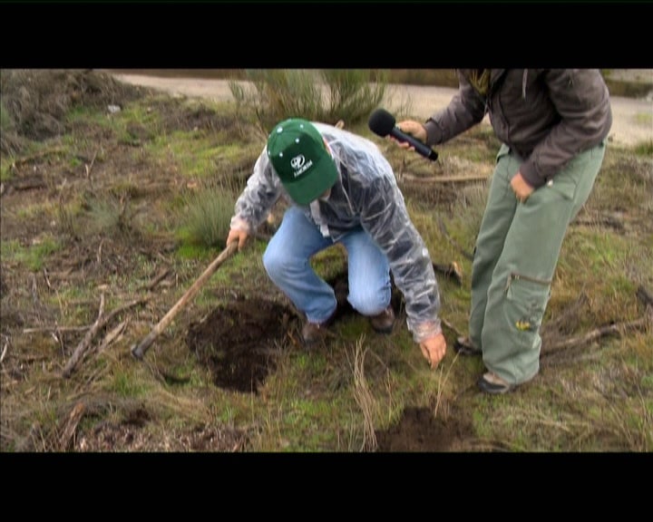 Criação de bosques