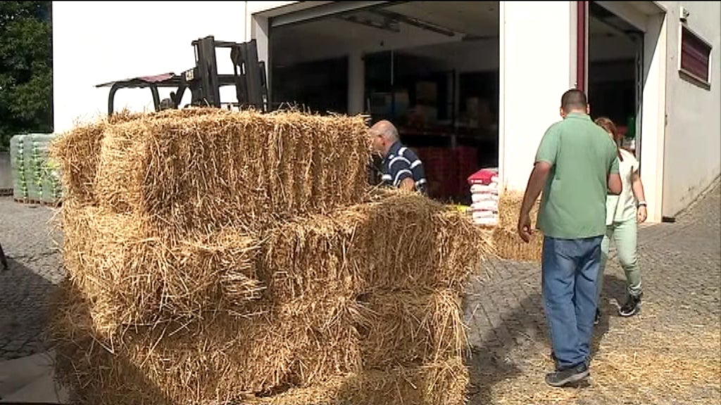 Solidariedade para com vítimas dos incêndios florestais
