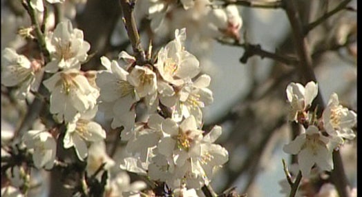 Amendoeiras em Flor