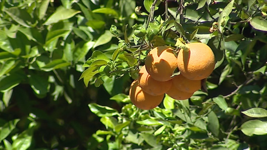 Dificuldades no escoamento da laranja no Algarve