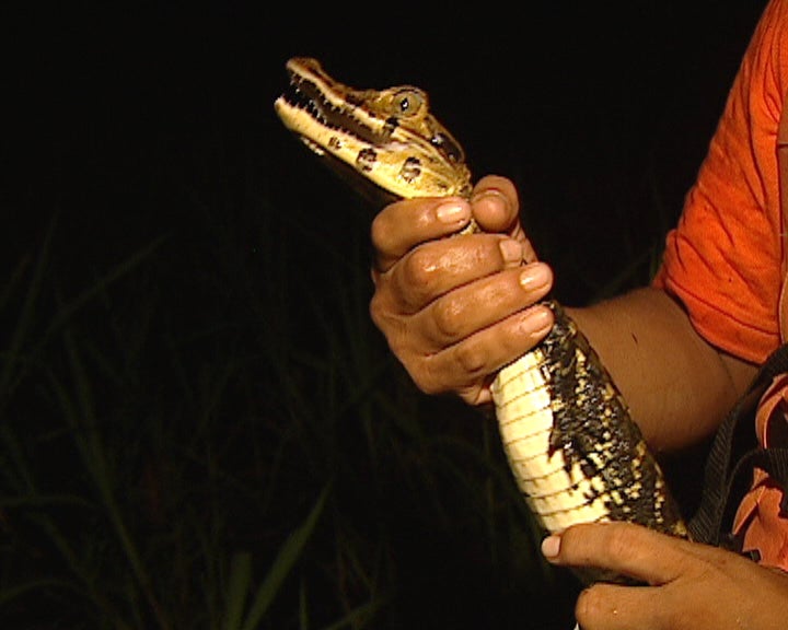 Jacaré preto na selva amazónica