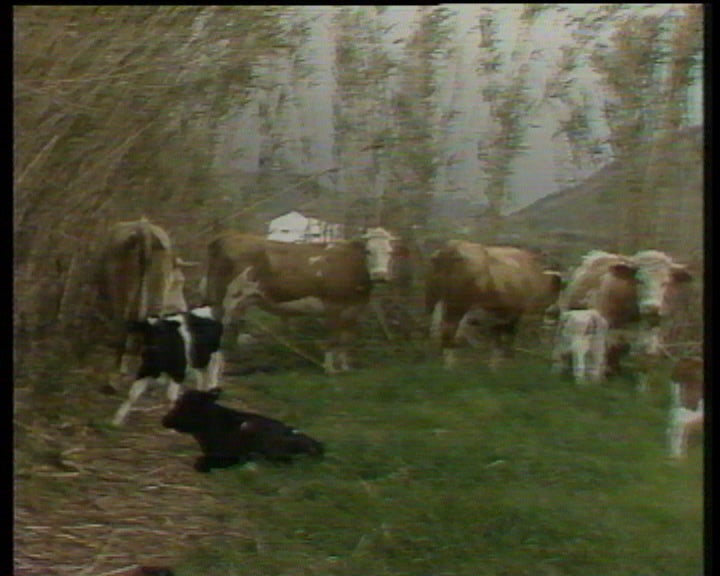 Dificuldades das atividades económicas no Faial e Pico