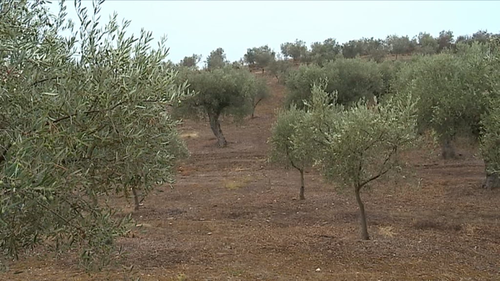 Seca prejudica produção de azeitona