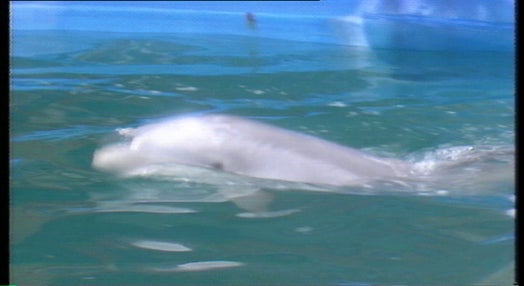 Primeiro golfinho a nascer em Portugal