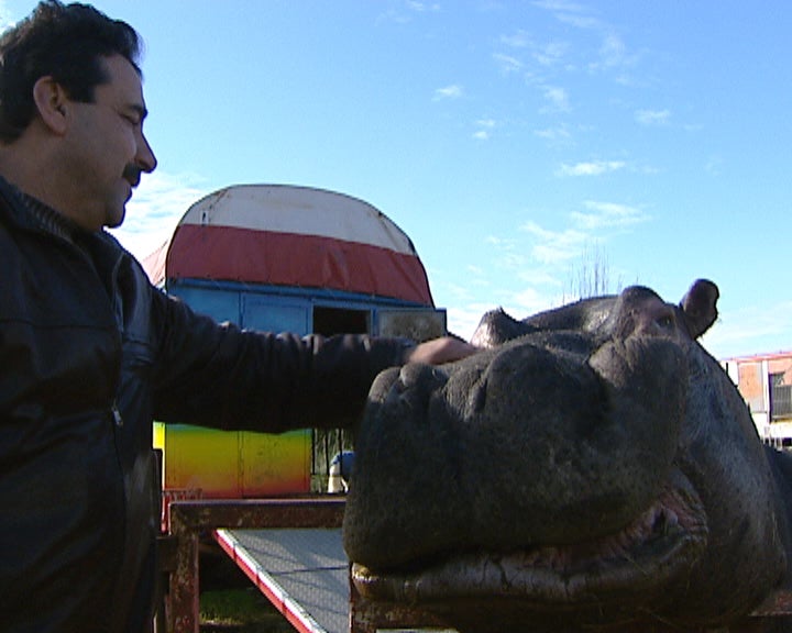 Leis para animais de Circo