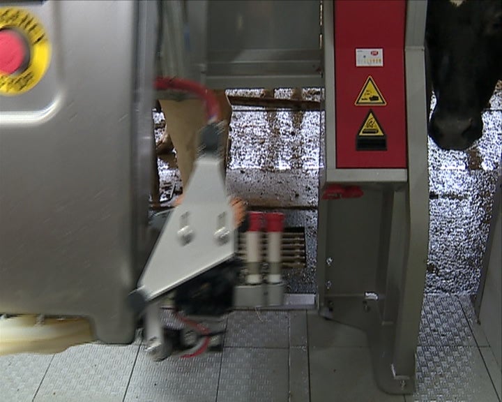 Contestação na produção de leite